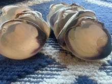 Maine Ocean Quahog Clam Shells