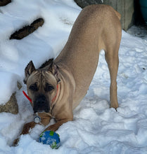 Planet Dog Orbee-Tuff Planet Ball Dog Toy