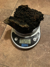 Sustainably Harvested Chaga