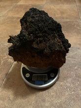 Sustainably Harvested Chaga