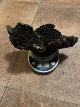 Sustainably Harvested Chaga