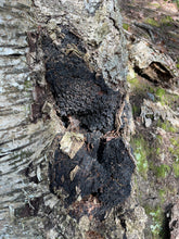 Sustainably Harvested Chaga