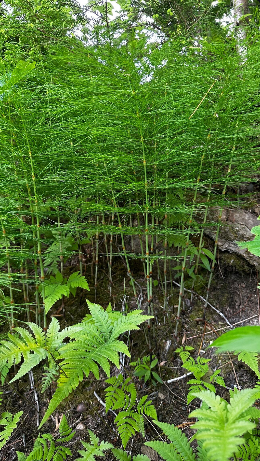 Horsetail Tincture