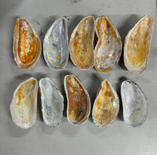 Horse Mussel Shells