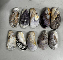 Horse Mussel Shells