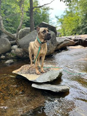 Teal Plain Maine Float Rope Leash