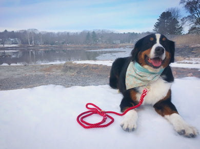 Dyed Polyline Leashes