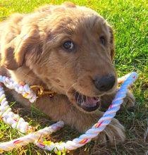 The Biddeford Leash